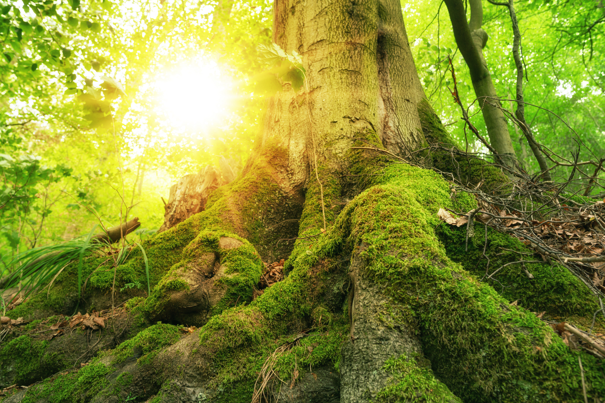 Always Abounding – Be Steadfast, Immovable (Part 2)